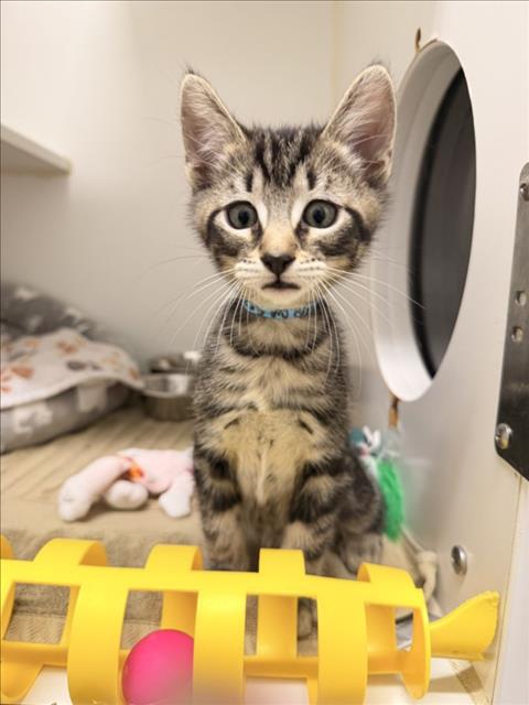 LOKI, a cat for adoption from Hayward Animal Services Bureau