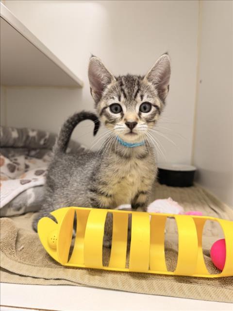THOR, a cat for adoption from Hayward Animal Services Bureau