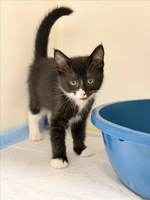 Penelope - Domestic Short Hair