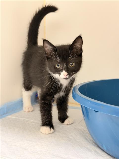 PENELOPE, a cat for adoption from Hayward Animal Services Bureau