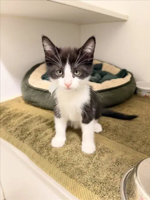 Derek - Domestic Short Hair