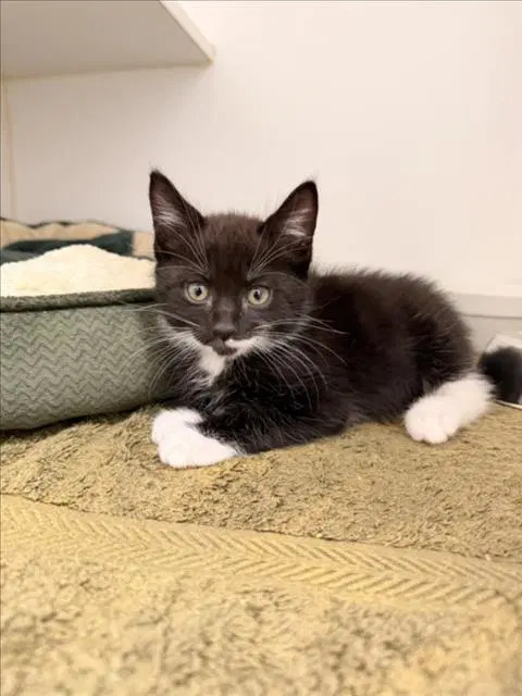 Hotch - Domestic Short Hair