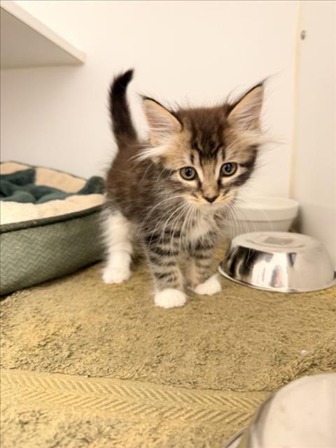 J.J., a cat for adoption from Hayward Animal Services Bureau