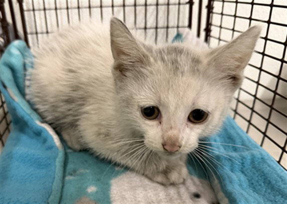 Moonbeam, Domestic Short Hair
