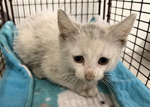 MOONBEAM, a cat for adoption from Hayward Animal Services Bureau