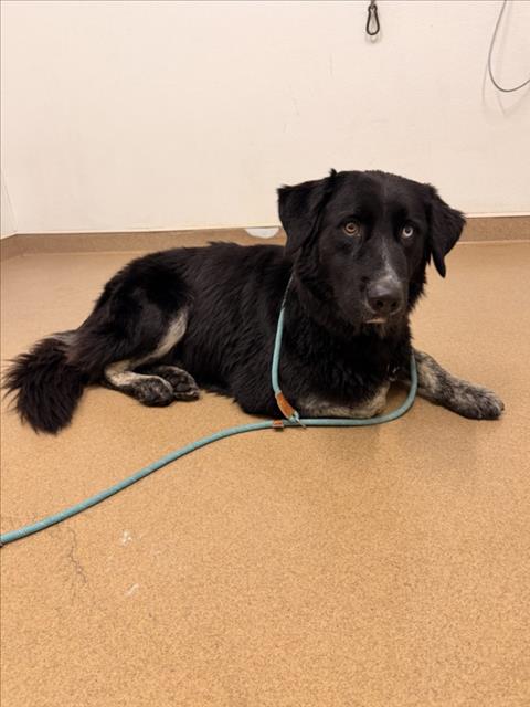 Oreo, Australian Cattle Dog/Blue Heeler