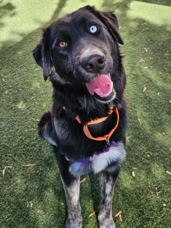 Oreo - Australian Cattle Dog/Blue Heeler