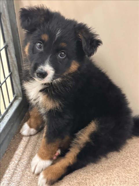 CELSIUS, a dog for adoption from Hayward Animal Services Bureau