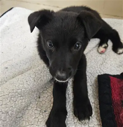 Rockstar - Border Collie