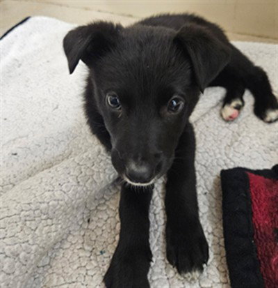 ROCKSTAR, a dog for adoption from Hayward Animal Services Bureau