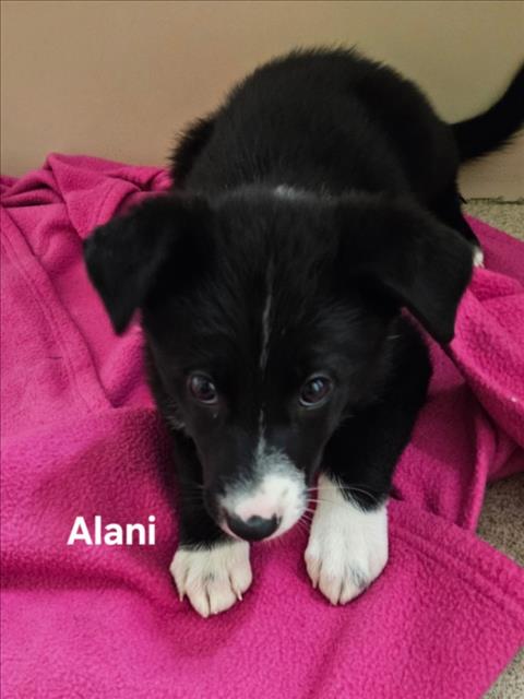 ALANI, a dog for adoption from Hayward Animal Services Bureau