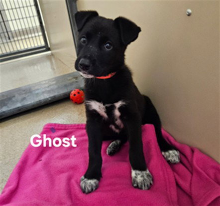 GHOST, a dog for adoption from Hayward Animal Services Bureau