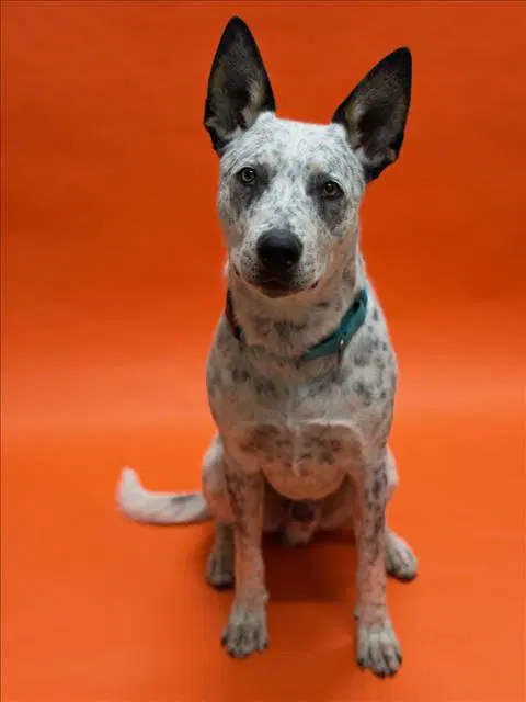 Gussepi - Australian Cattle Dog/Blue Heeler
