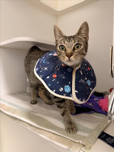 SUNNY, a cat for adoption from Hayward Animal Services Bureau