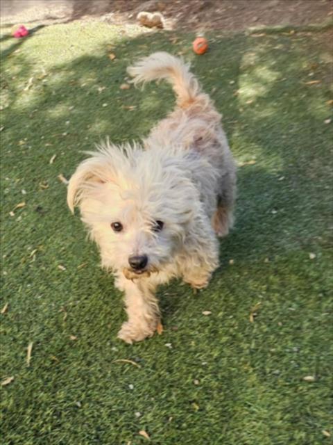 BAXTER, a dog for adoption from Hayward Animal Services Bureau