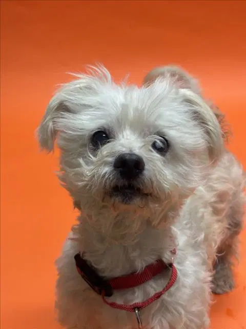 Baxter - Poodle (Miniature)
