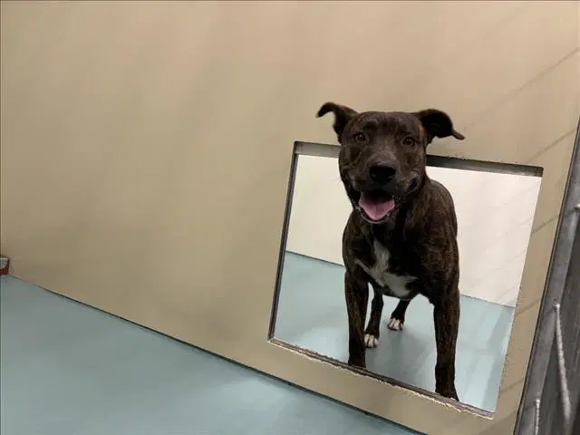 Rex - Pit Bull Terrier