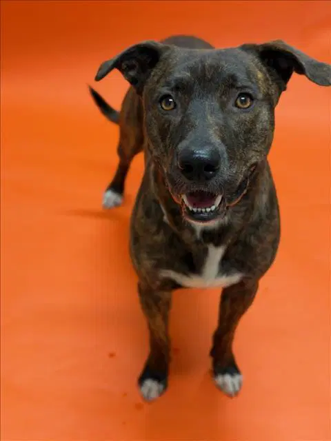 Rex - Pit Bull Terrier