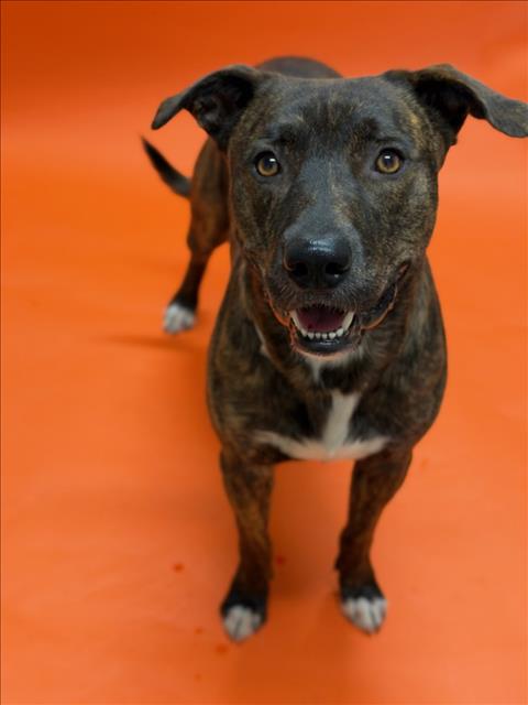 Rex, Pit Bull Terrier / Mixed (medium coat)