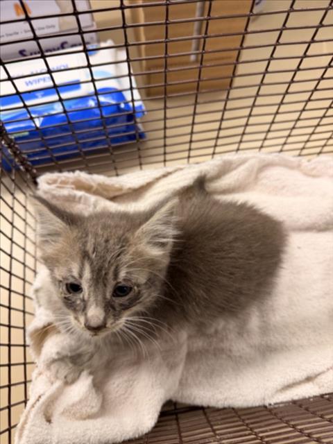 SOPHIE, a cat for adoption from Hayward Animal Services Bureau