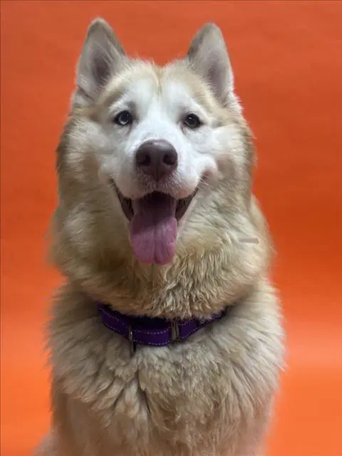 Winter - Siberian Husky