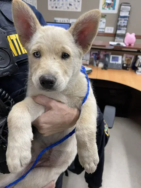 Joey - Siberian Husky
