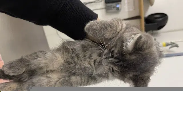 Shadow - Domestic Medium Hair