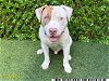 adoptable Dog in  named CONTENDER