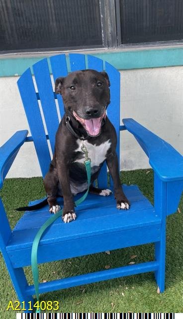 adoptable Dog in Royal Palm Beach, FL named BELLA