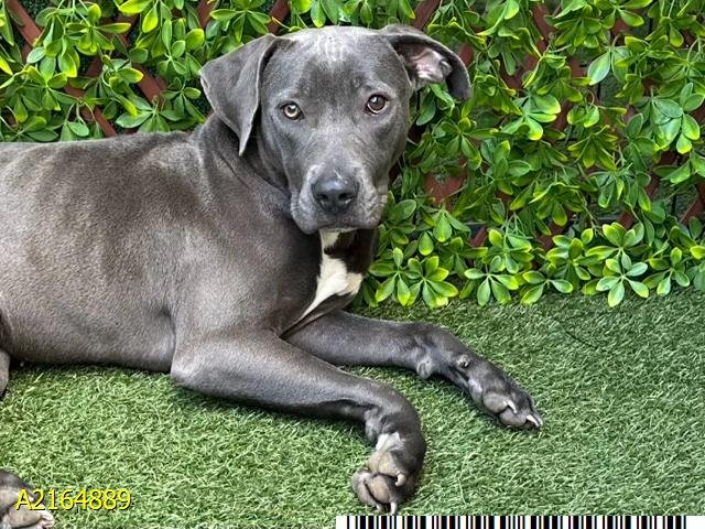 adoptable Dog in Royal Palm Beach, FL named SHILO