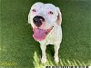 adoptable Dog in , FL named BONNY BEE
