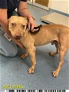 adoptable Dog in , FL named BIG FRITO