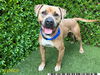 adoptable Dog in Royal Palm Beach, FL named ANUBIS