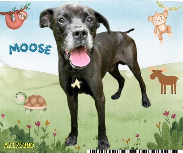 adoptable Dog in Royal Palm Beach, FL named MOOSE