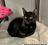 adoptable Cat in Royal Palm Beach, FL named MAEVE