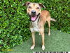 adoptable Dog in Royal Palm Beach, FL named ZEPHYR