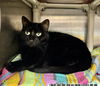 adoptable Cat in Royal Palm Beach, FL named ELOISE