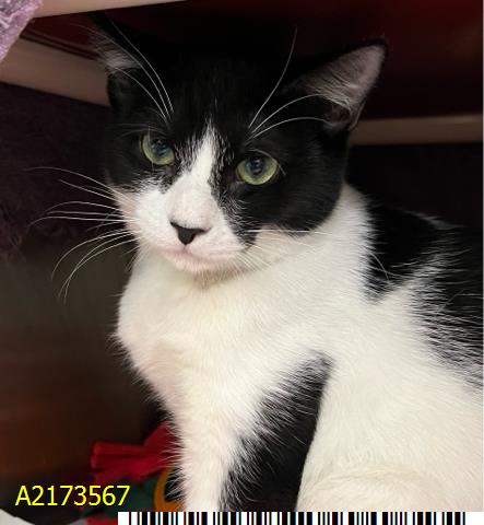 adoptable Cat in Royal Palm Beach, FL named FEDORA