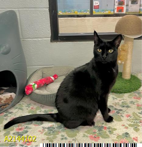 adoptable Cat in Royal Palm Beach, FL named BONNIE