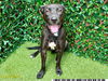 adoptable Dog in Royal Palm Beach, FL named MARLO