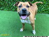 adoptable Dog in Royal Palm Beach, FL named AUGIE