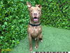 adoptable Dog in Royal Palm Beach, FL named CAESAR