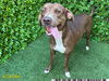 adoptable Dog in Royal Palm Beach, FL named LULU