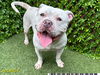 adoptable Dog in Royal Palm Beach, FL named TYLER