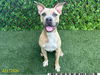 adoptable Dog in Royal Palm Beach, FL named TIBBY