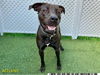 adoptable Dog in Royal Palm Beach, FL named HARRIS PILTON