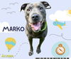 adoptable Dog in Royal Palm Beach, FL named MARKO