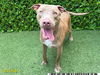 adoptable Dog in Royal Palm Beach, FL named VIRGIL