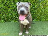 adoptable Dog in Royal Palm Beach, FL named RUGER