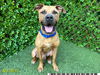 adoptable Dog in Royal Palm Beach, FL named JUPITER